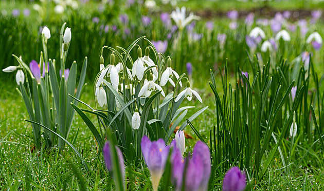 Vysazujte sněženky, na jaře probudí zahradu svým něžným bělostným půvabem