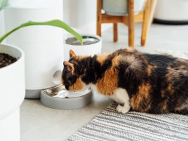 Chytrá domácnost: Automatický dávkovač granulí usnadní péči o kočku