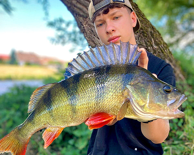 Byl to okoun z říše snů. V poledním větru jsem ulovil 44cm obra