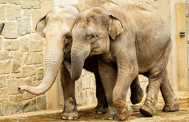 Sloní puberťák už dělá v Ostravě neplechu, čeká ho stěhování do Francie