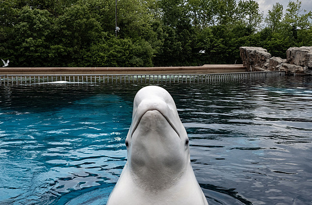 Pošlete peníze, nebo usmrtíme třicet běluh, hrozí kanadský zábavní park vládě