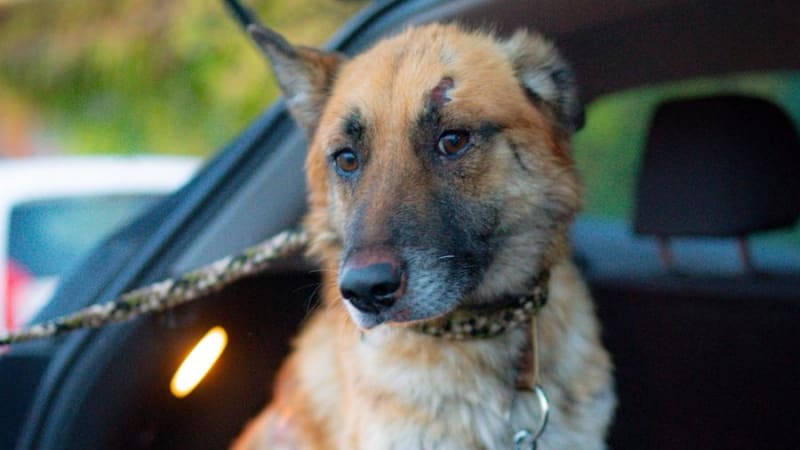 Zubožený pes Hero: Šlo o týrání nebo nemoc? A možná souvislost s uvázanou fenkou