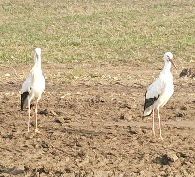 Dva čapí opozdilci zůstali na Uničovsku. O dokrmení se přou odborníci se zachránci