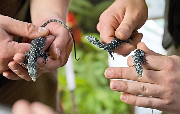 Světový unikát. V Plzni se z jednoho vejce vylíhla dvojčata varanů modrých